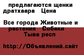 предлагаются щенки дратхаара › Цена ­ 20 000 - Все города Животные и растения » Собаки   . Тыва респ.